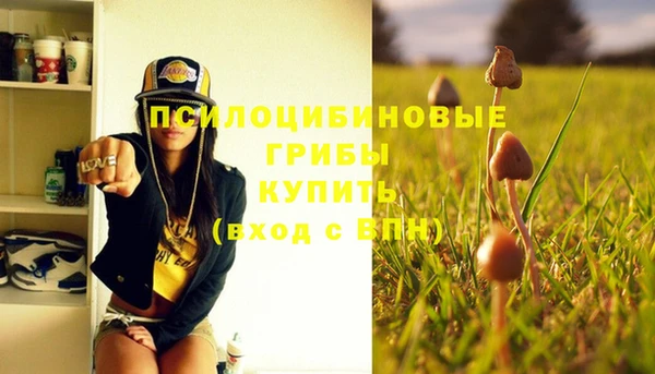 стаф Кущёвская