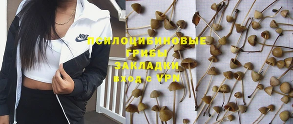 стаф Кущёвская